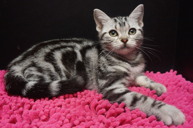 silver classic American Shorthair kitten for sale texas